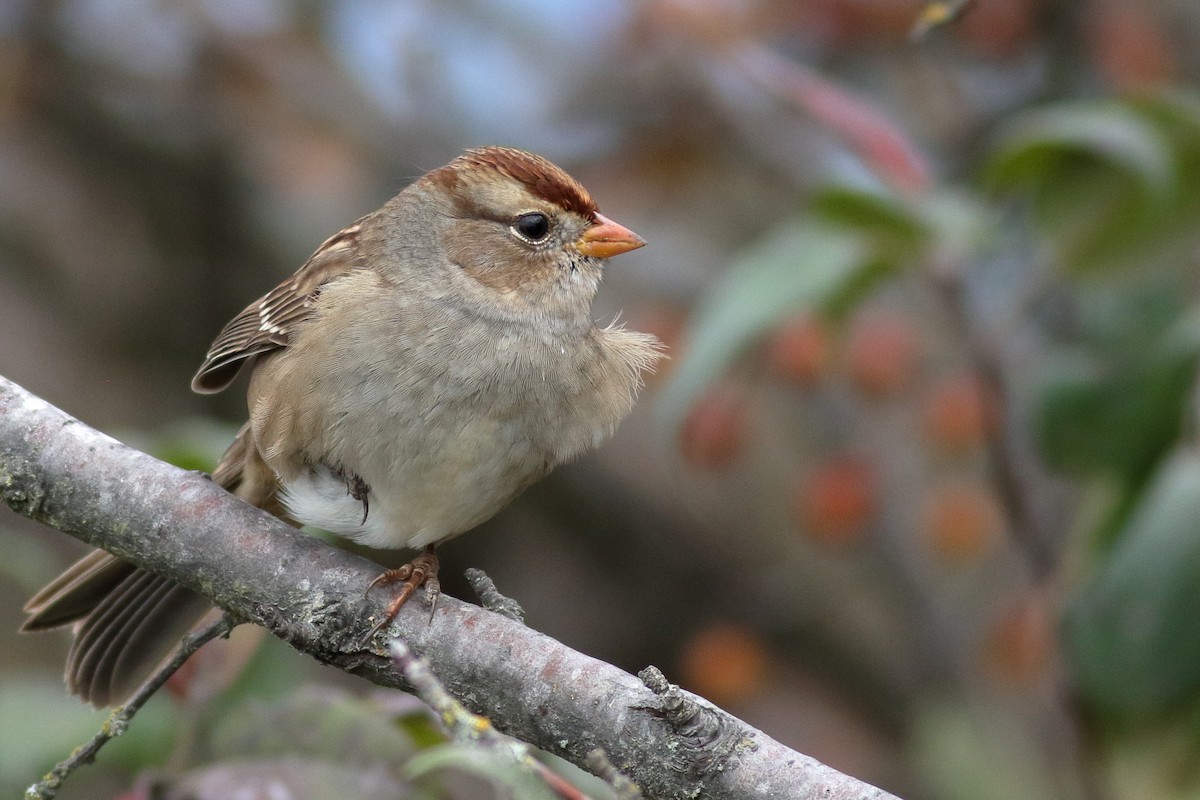 White-crowned Sparrow (Gambel's) - ML644129095