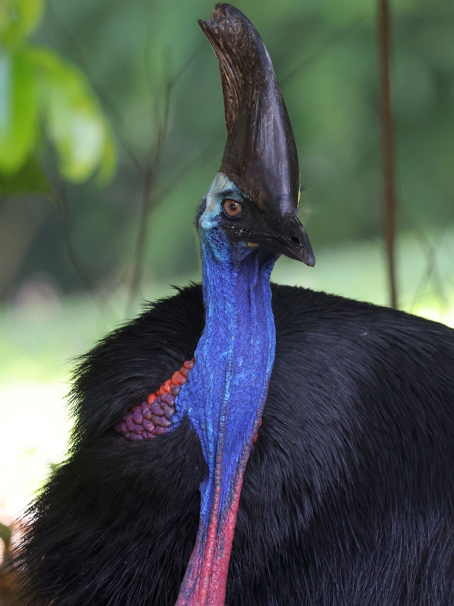 Southern Cassowary - ML644129100