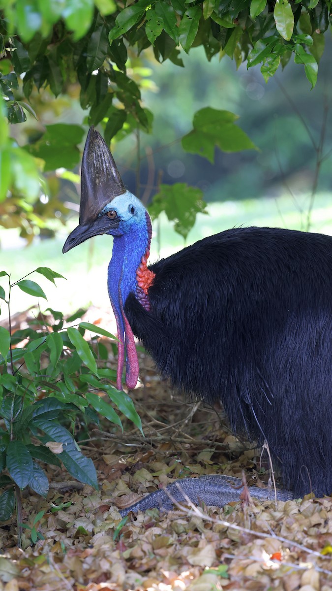 Southern Cassowary - ML644129101