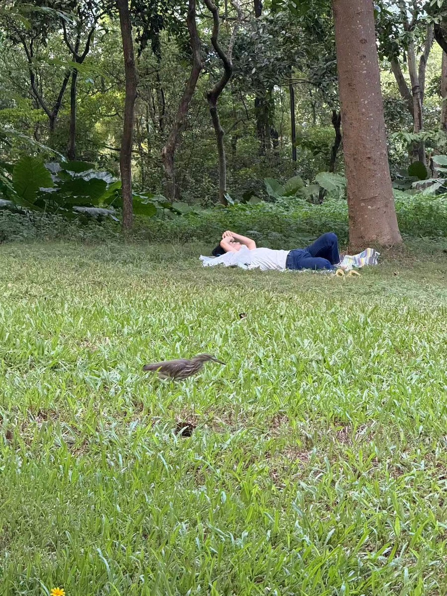 Chinese Pond-Heron - ML644129118