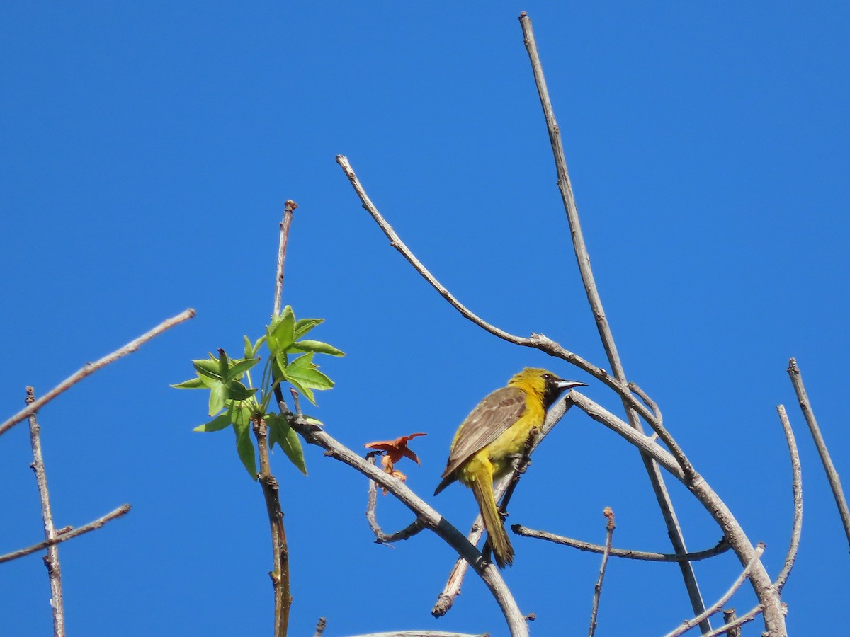Hooded Oriole - ML644129130