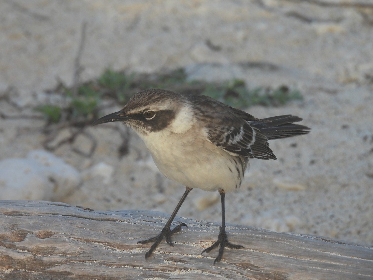 Galapagos Mockingbird - ML644129132