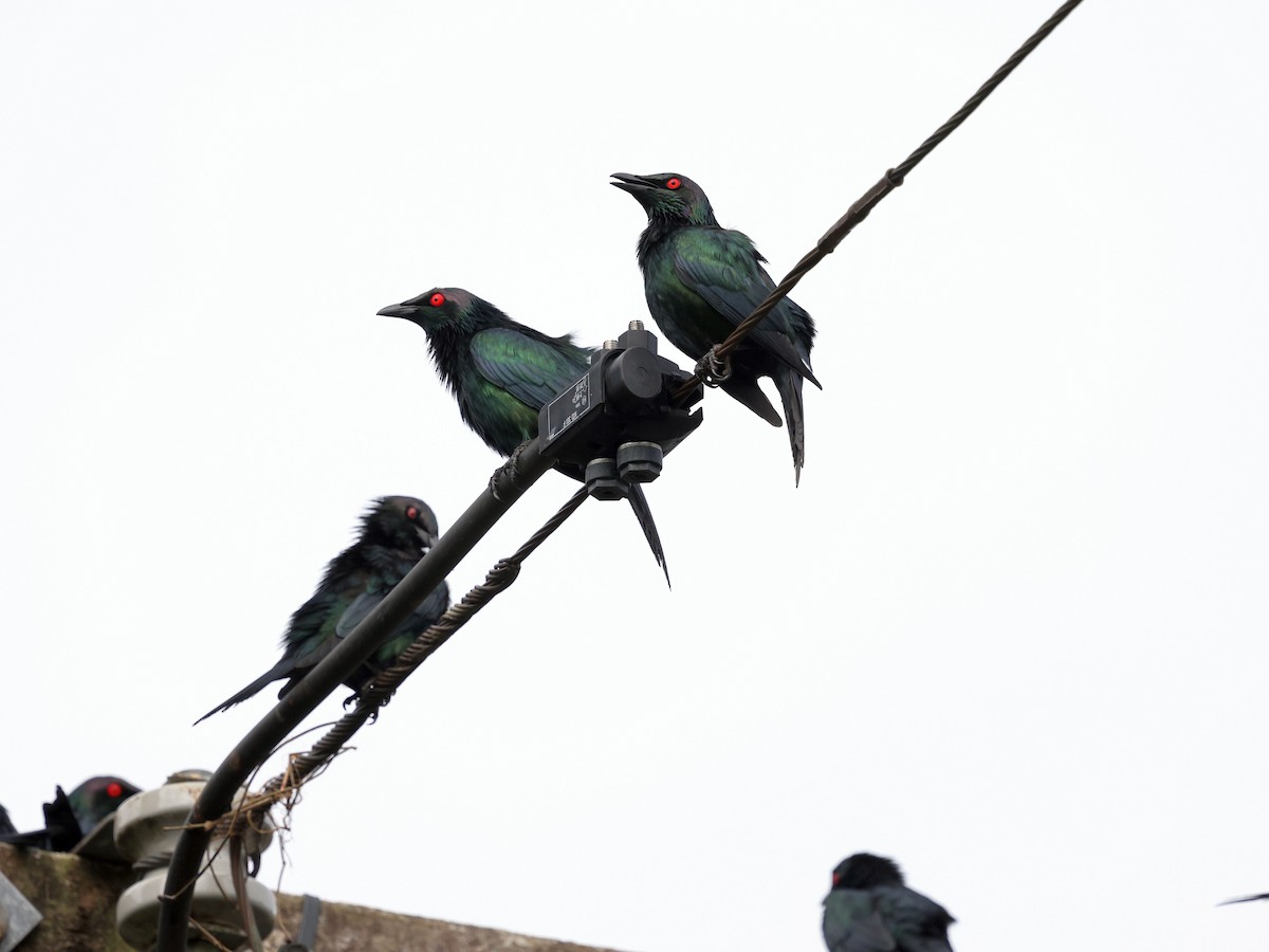 Metallic Starling - ML644129143