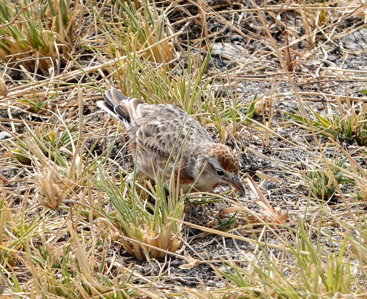 アフリカヒメコウテンシ - ML644129162