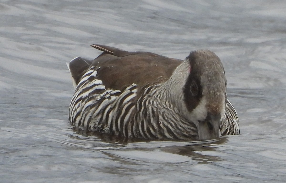 leppeand - ML644129168