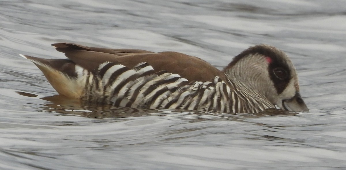 leppeand - ML644129169