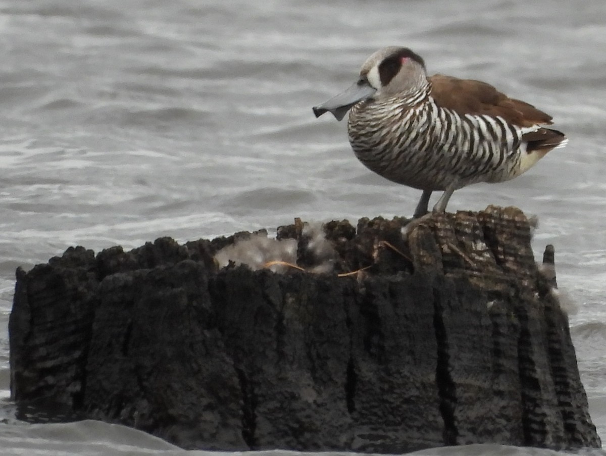 leppeand - ML644129171