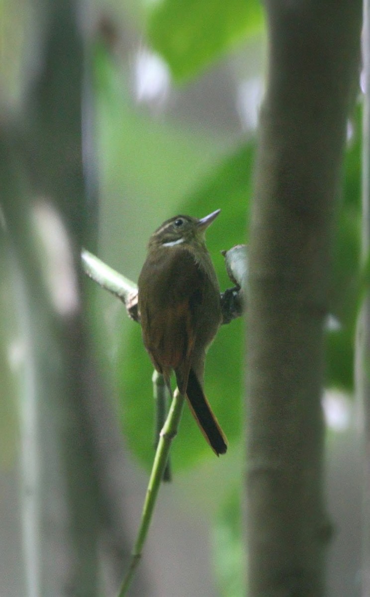 Northern Plain-Xenops - ML644129192