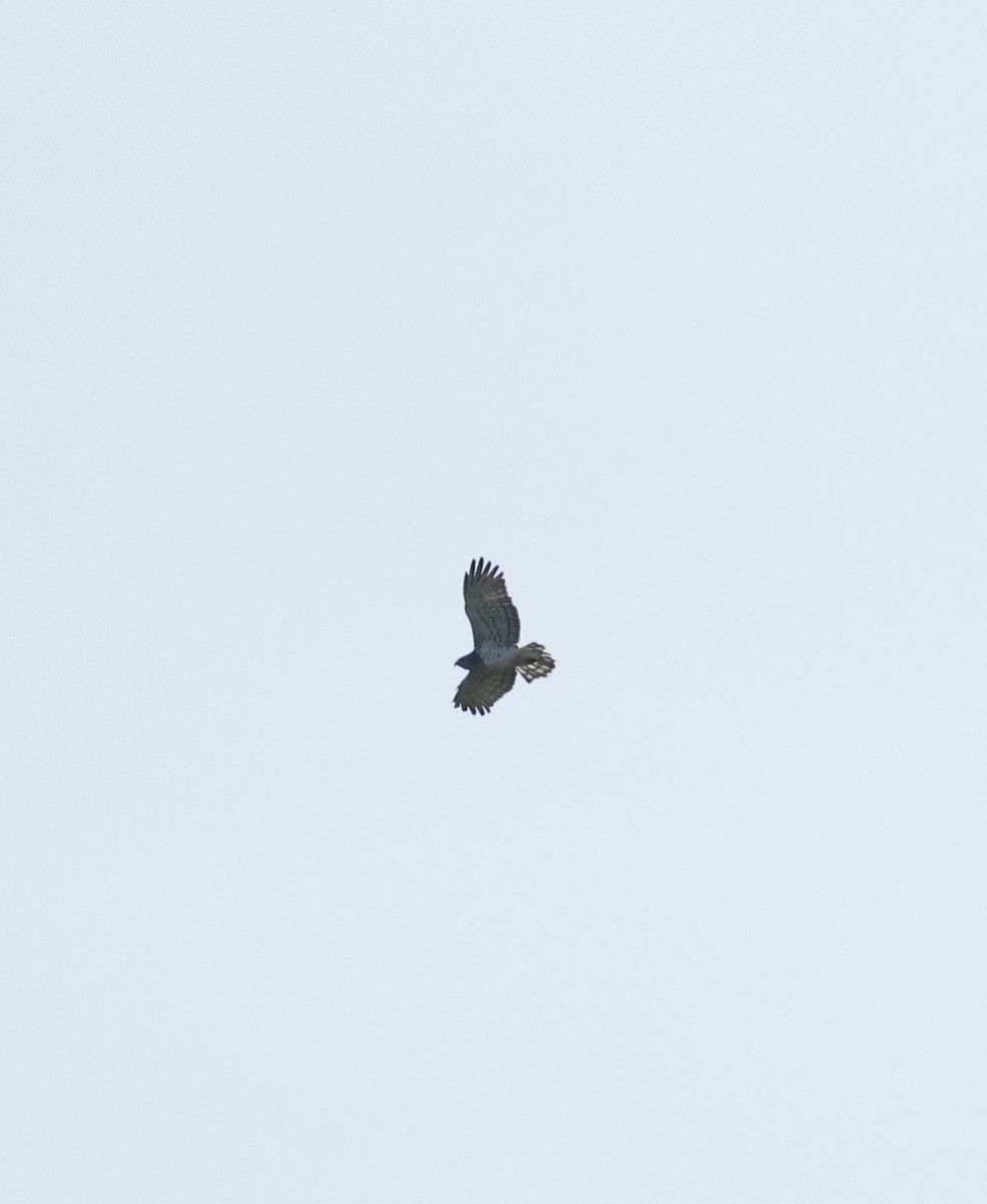 Short-toed Snake-Eagle - ML644129195