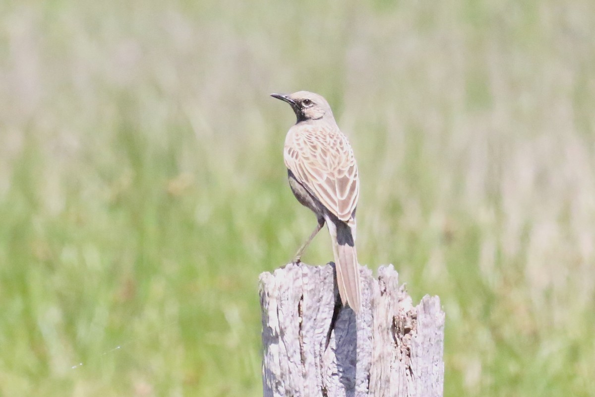 Brown Songlark - ML644129204