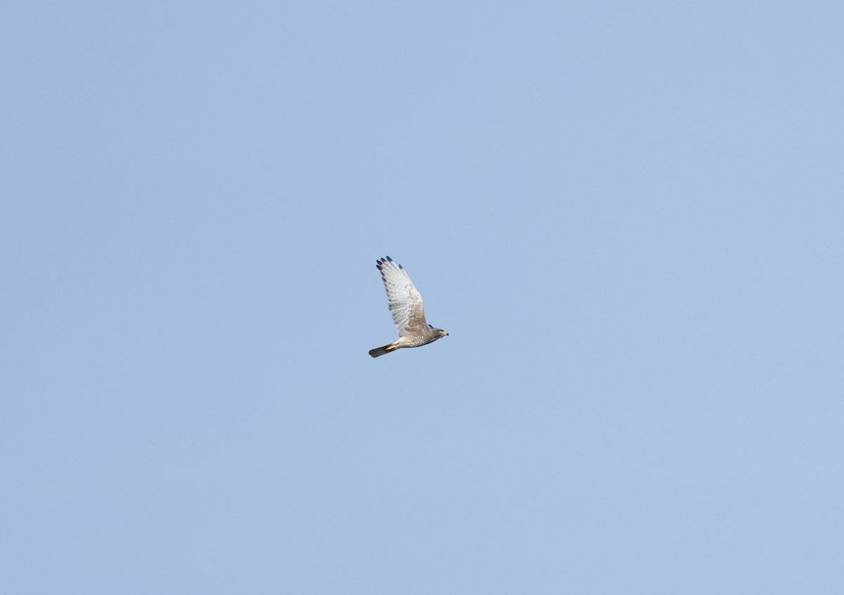 メジロサシバ - ML644129205