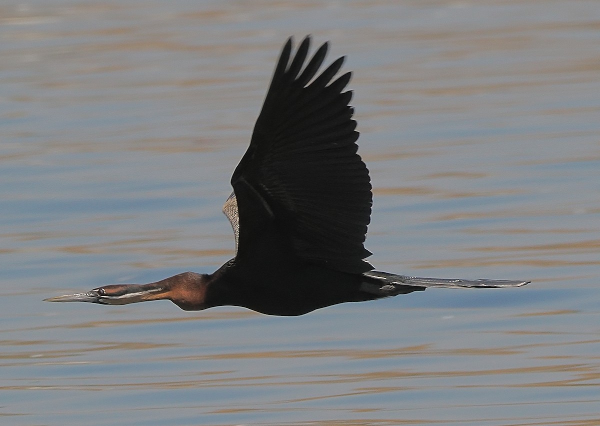 anhinga africká - ML644129212
