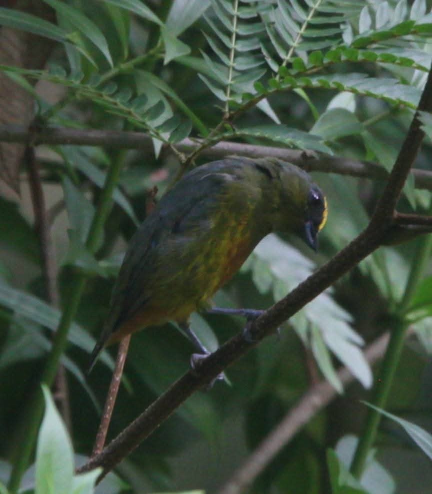 Olivrückenorganist - ML644129223