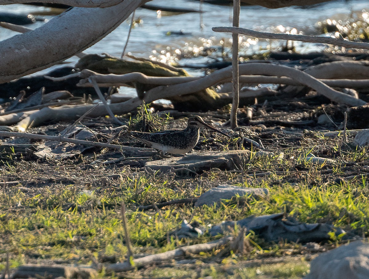 Wilson's Snipe - ML644129226
