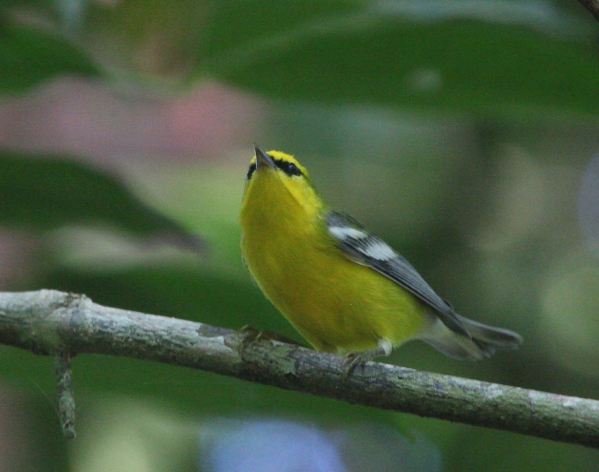 Blue-winged Warbler - ML644129230