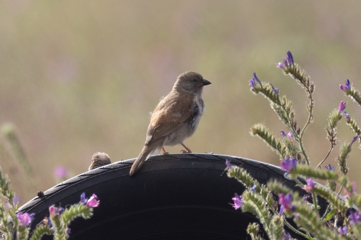 Горобець блідий - ML644129238