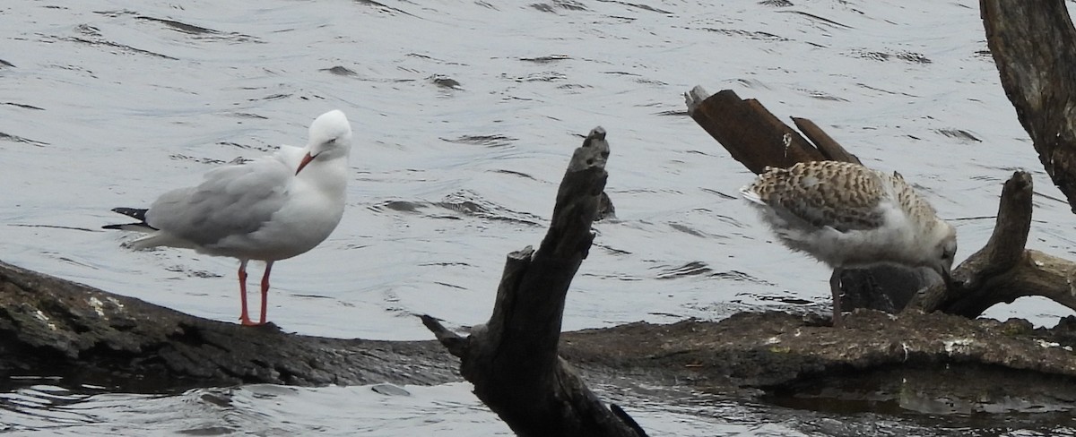 Silver Gull - ML644129239