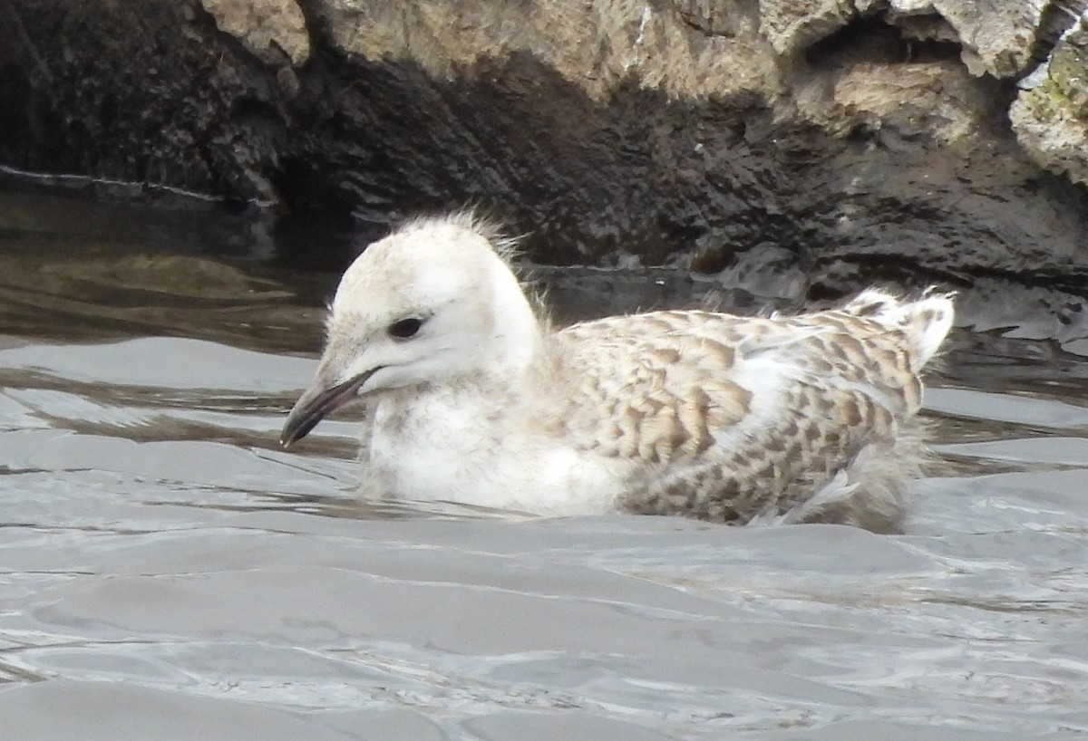 Silver Gull - ML644129240