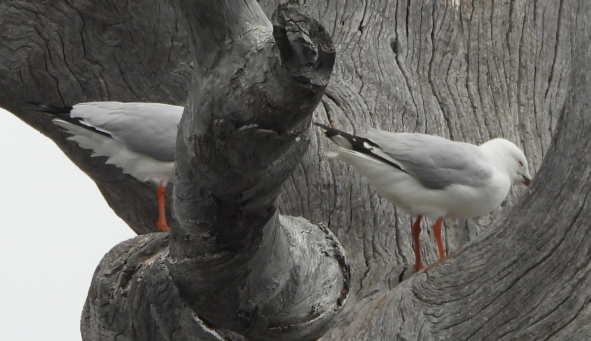 Silver Gull - ML644129242