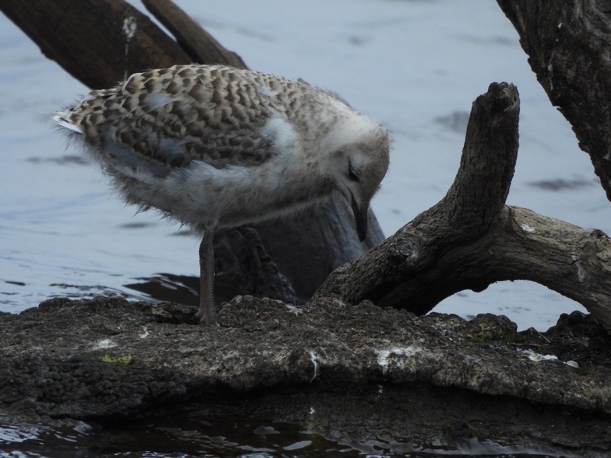 Silver Gull - ML644129244