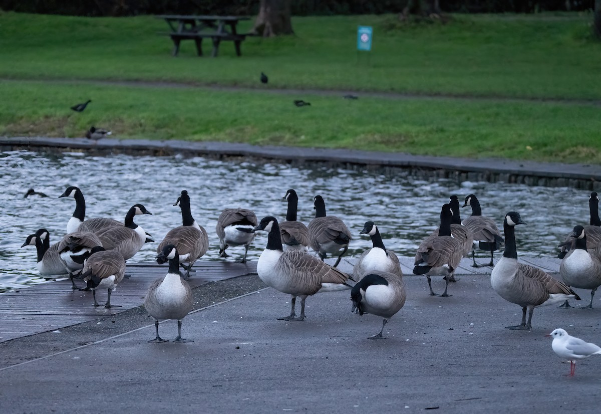 Canada Goose - ML644129248
