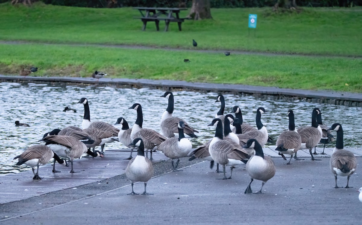 Canada Goose - ML644129249