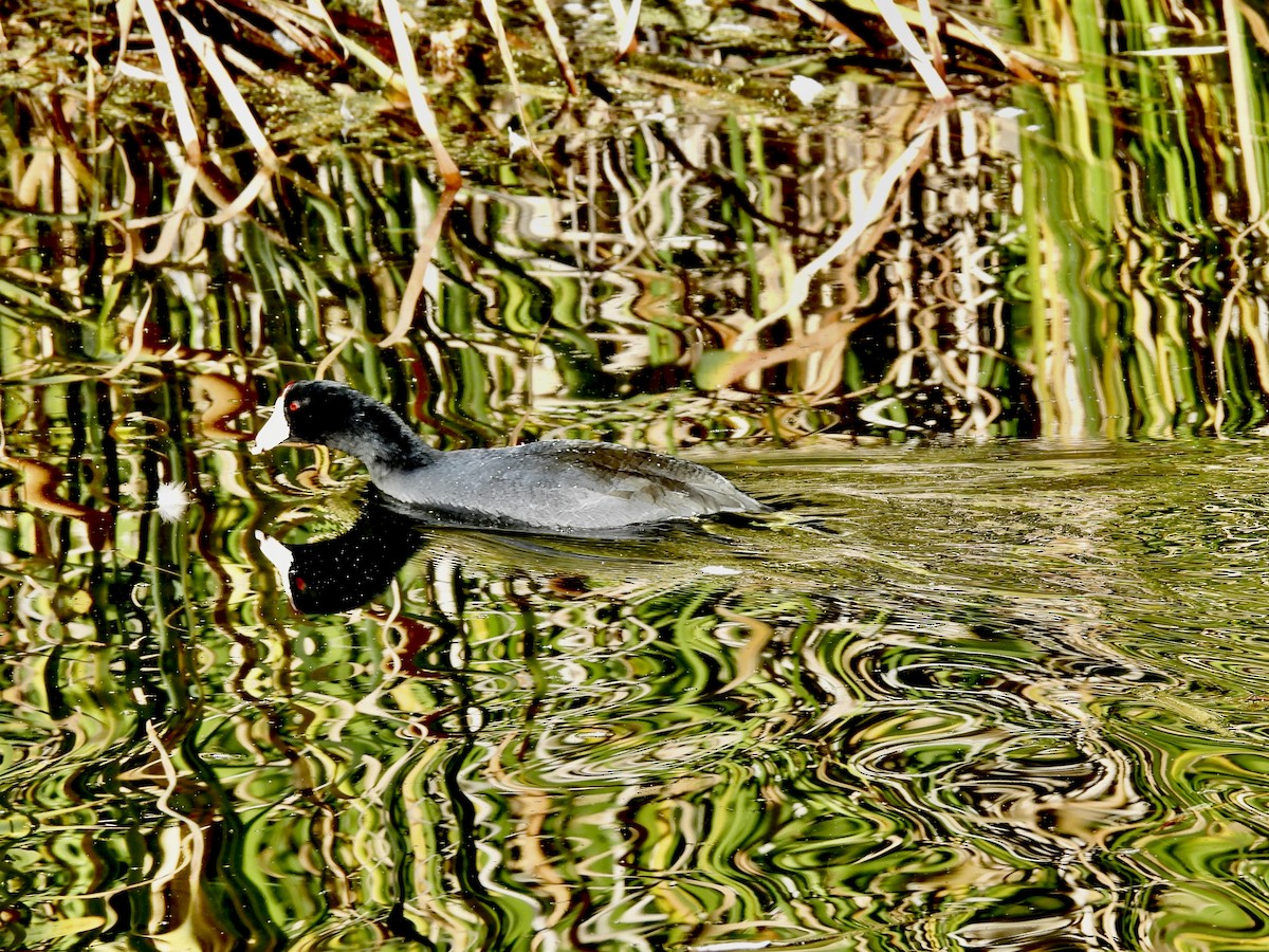 American Coot - ML644129254