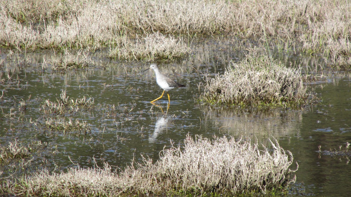 Greater Yellowlegs - ML644129255