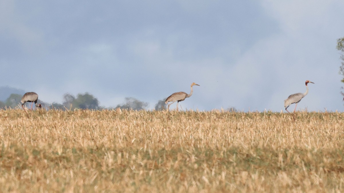 Sarus Crane - ML644129262