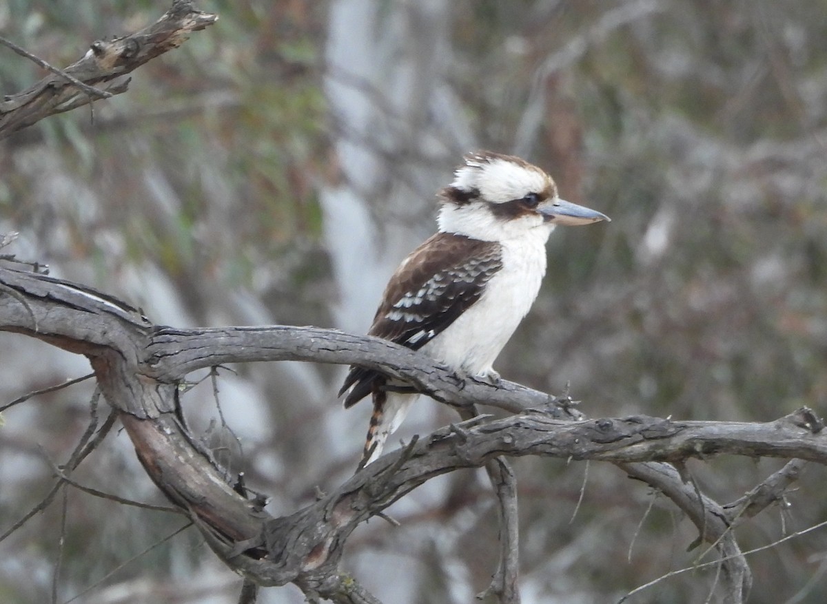Laughing Kookaburra - ML644129268