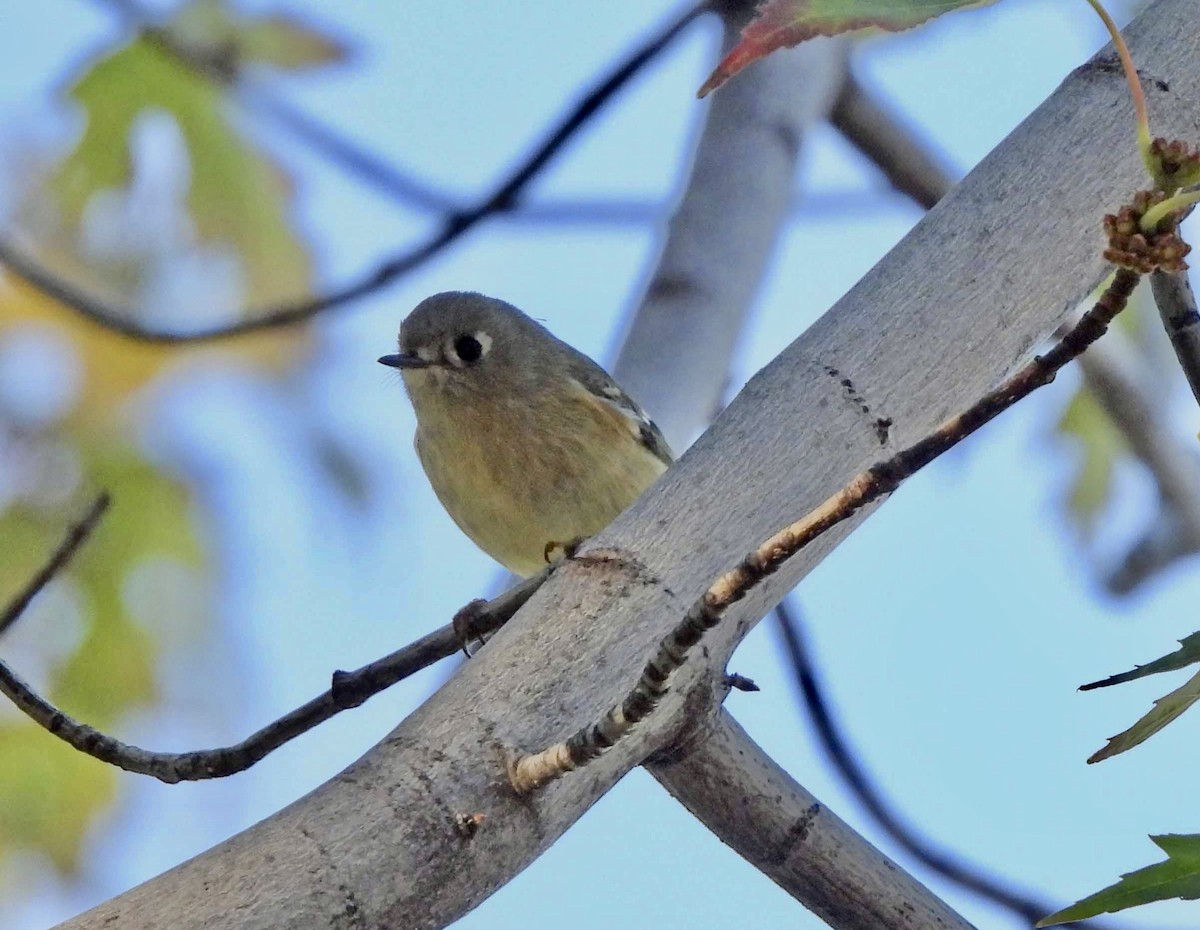 Ruby-crowned Kinglet - ML644129279