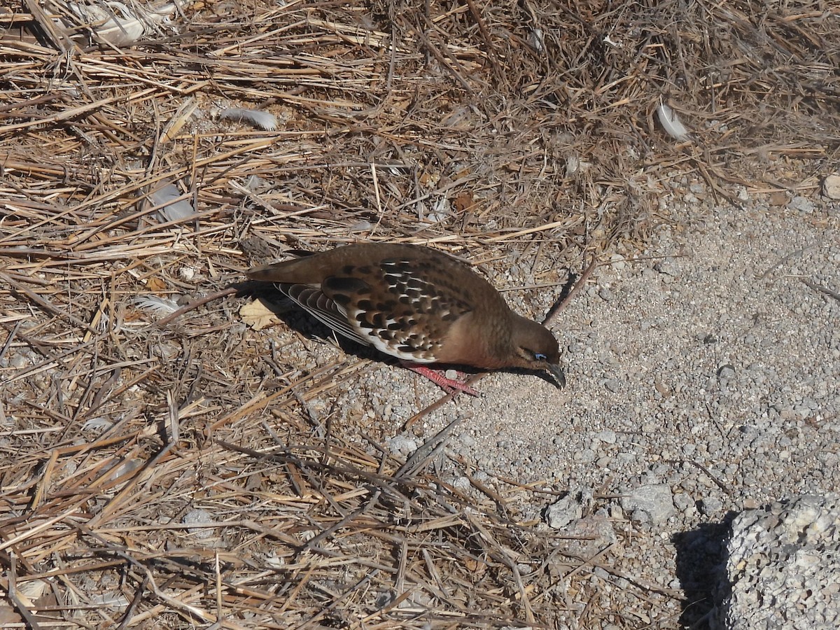 Galapagos Dove - ML644129284