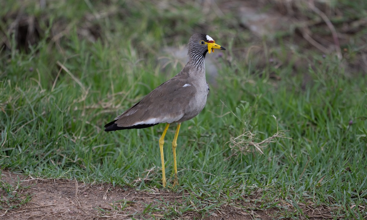 Wattled Lapwing - ML644129299
