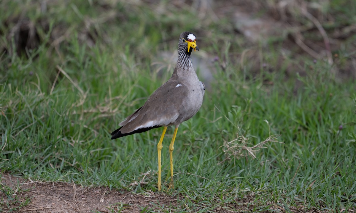 Wattled Lapwing - ML644129300