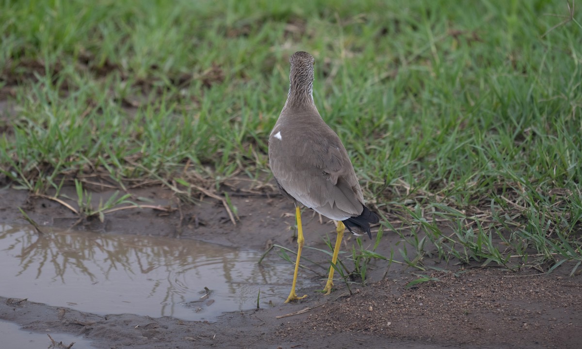 Wattled Lapwing - ML644129301