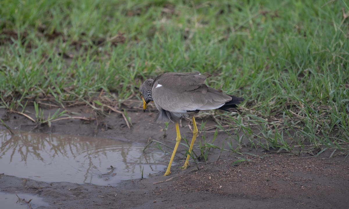 Wattled Lapwing - ML644129302