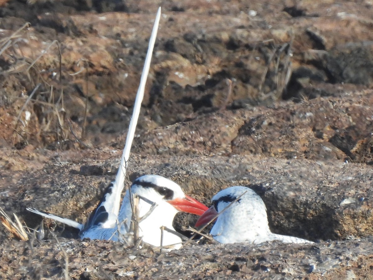 Kırmızı Gagalı Tropikkuşu - ML644129314