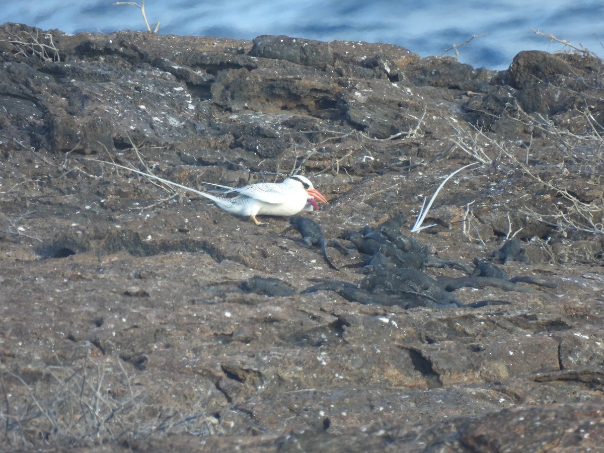 Kırmızı Gagalı Tropikkuşu - ML644129315