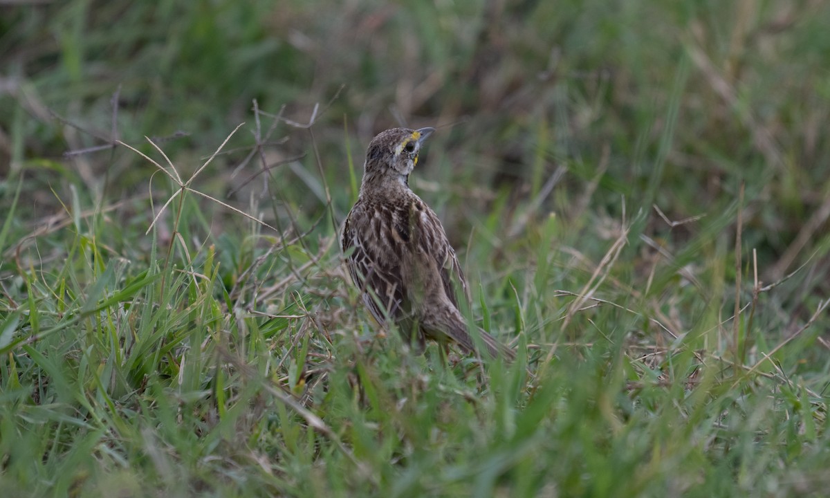 gulstrupepiplerke - ML644129321