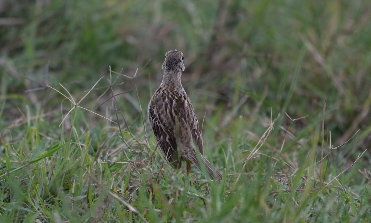 gulstrupepiplerke - ML644129322