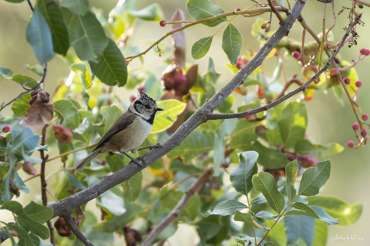 Crested Tit - ML644129323