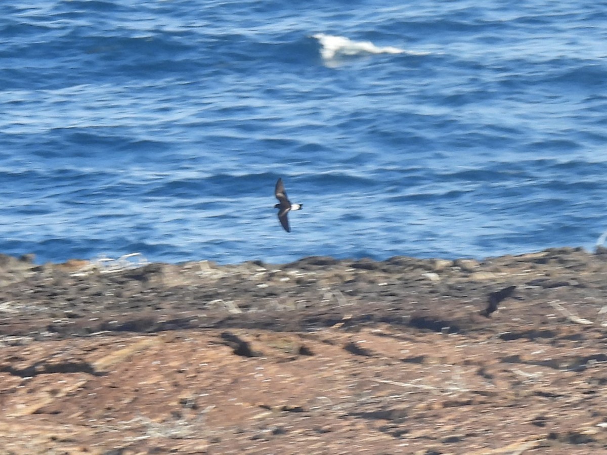 Wedge-rumped Storm-Petrel - ML644129325