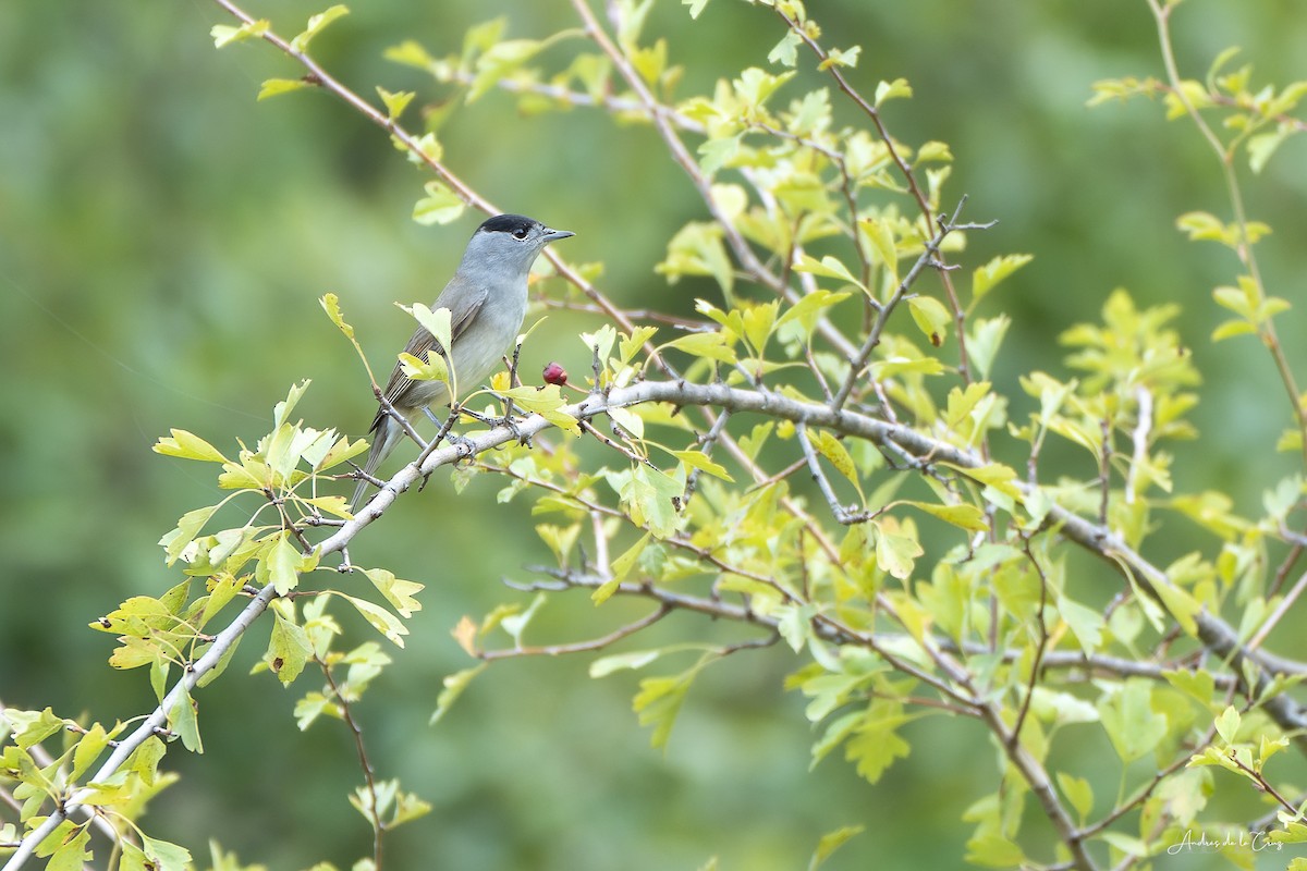 Eurasian Blackcap - ML644129332