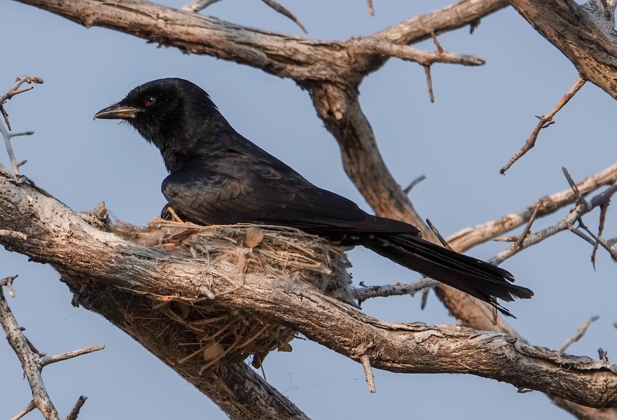 Fork-tailed Drongo (Clancey's) - ML644129333