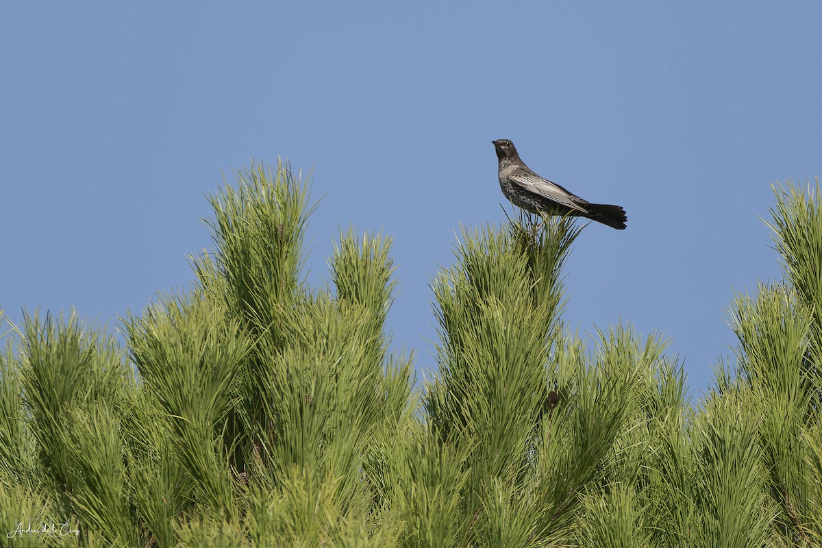 Ring Ouzel - ML644129339