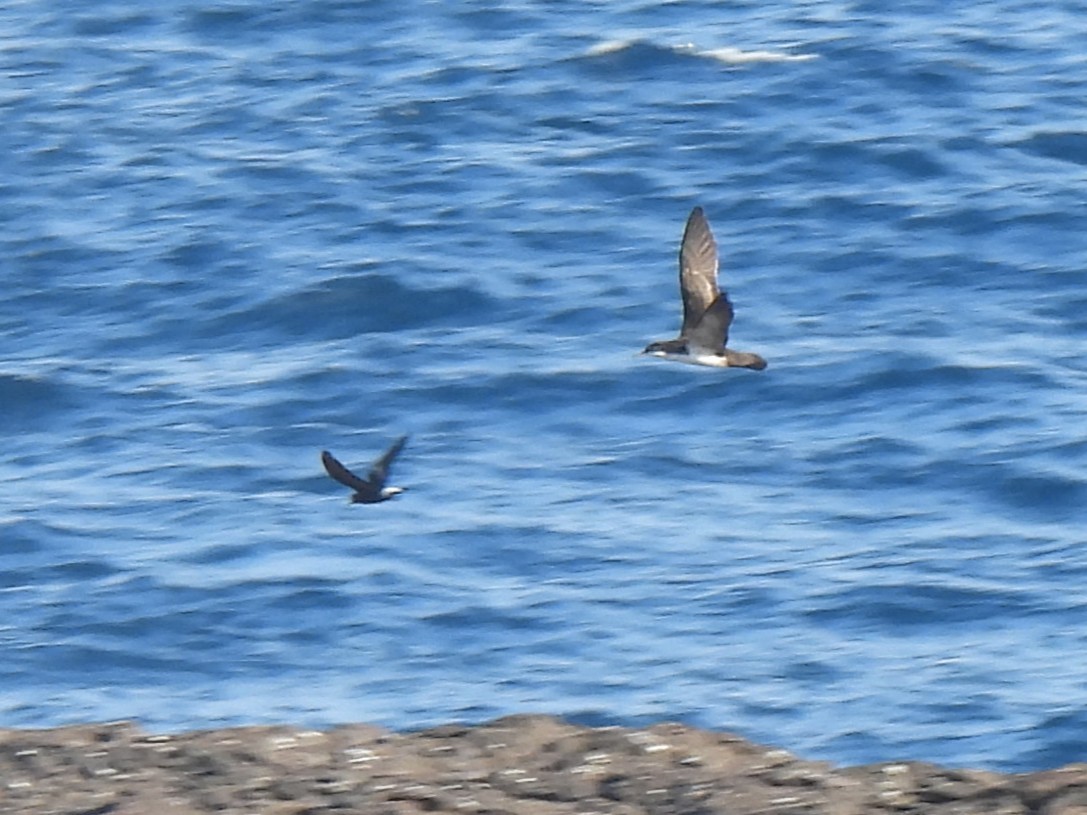 Puffin des Galapagos - ML644129340
