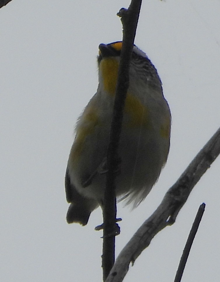 Striated Pardalote - ML644129368