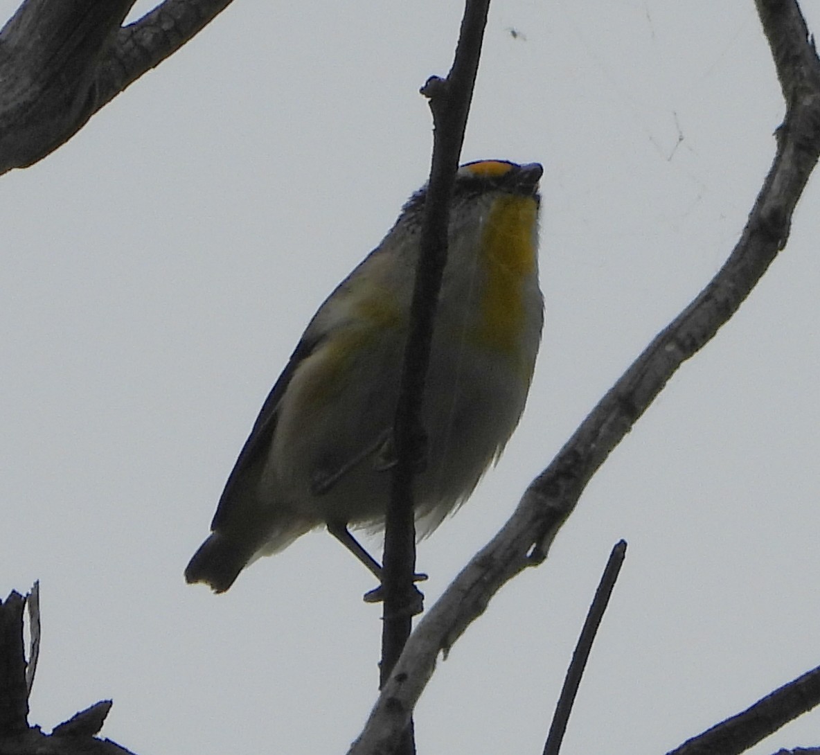 Striated Pardalote - ML644129369