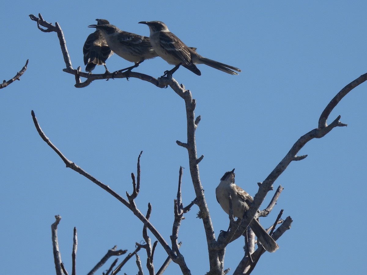 Galapagos Mockingbird - ML644129393
