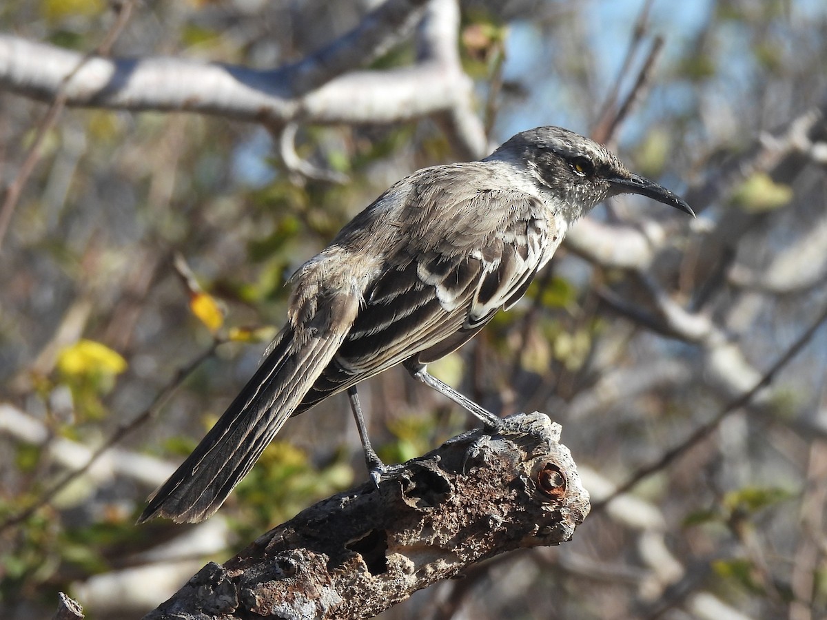 Galapagos Mockingbird - ML644129394